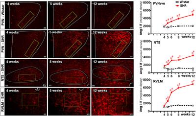 Angiotensin II, blood–brain barrier permeability, and microglia interplay during the transition from pre-to hypertensive phase in spontaneously hypertensive rats